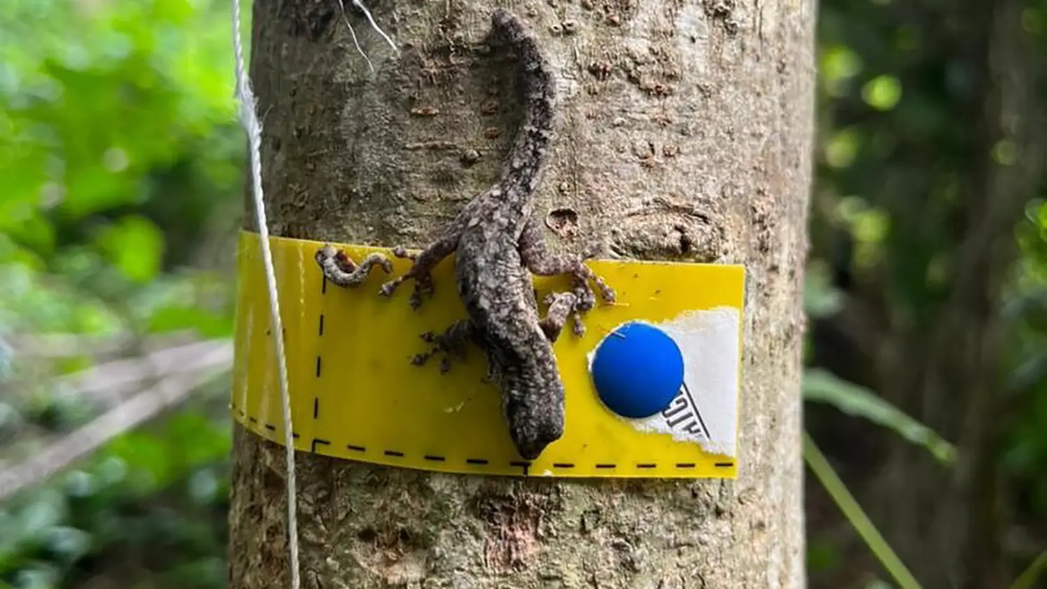 A lizard on a tree