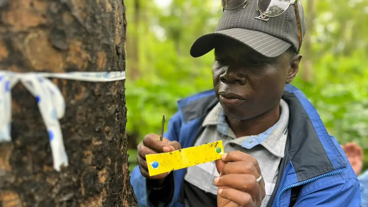 A researcher looking at a tree