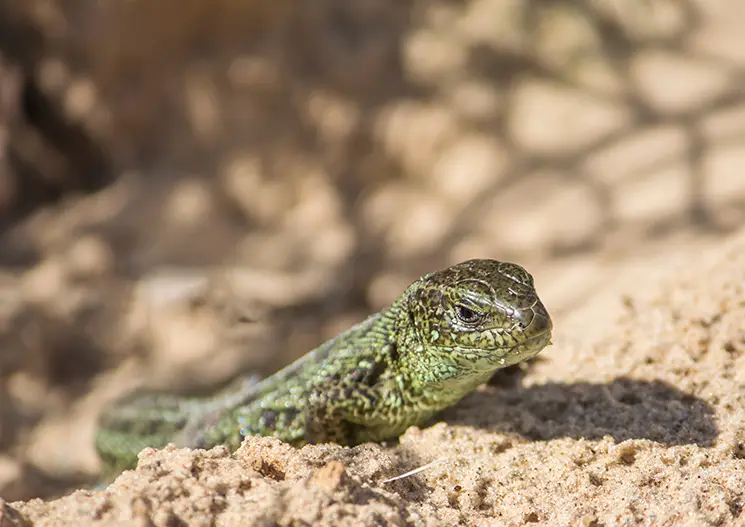 Photo of a lizard in the desert