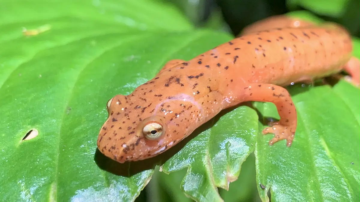 A salamander on a leaf